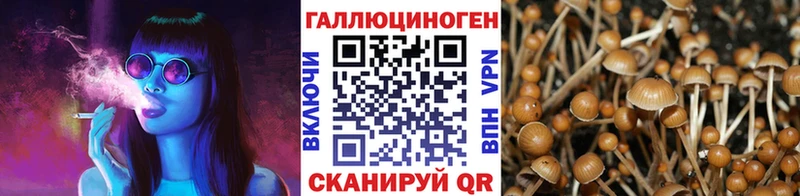 хочу наркоту  Сальск  Галлюциногенные грибы Cubensis 